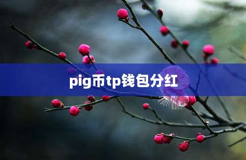 pig币tp钱包分红